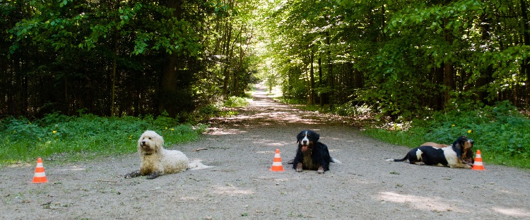 Teamgeflüster - Das Angebot der Hundeschule