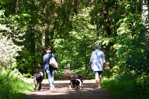 Teamgeflüster - Social Walk